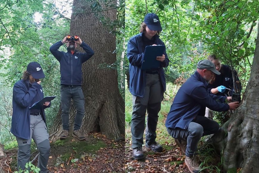 Bird surveys